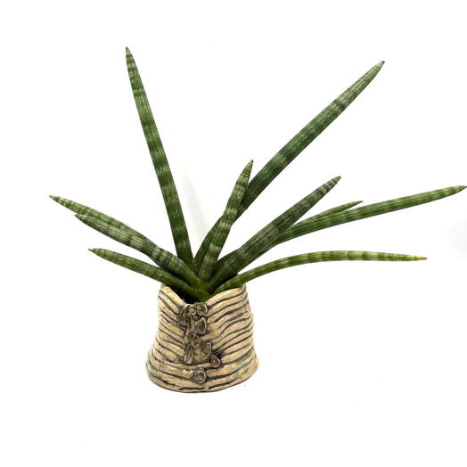 Сансевиерия Цилиндрика Бонцелленсис (Sansevieria Boncellensis) в керамическом кашпо