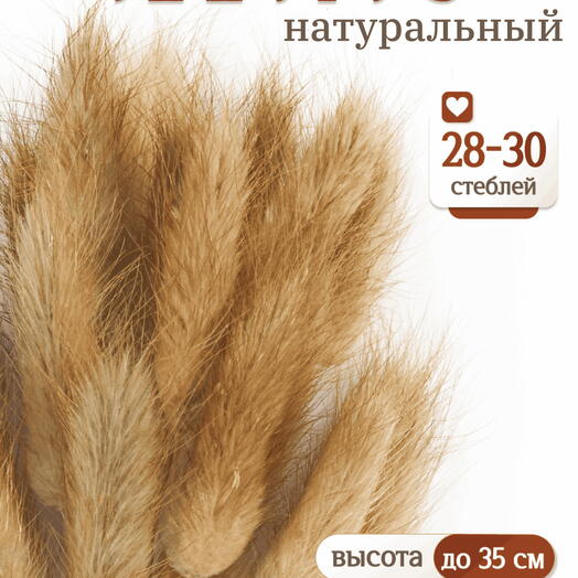 Лагурус натуральный 30 шт. Высший сорт. Высота 25-35 см М469