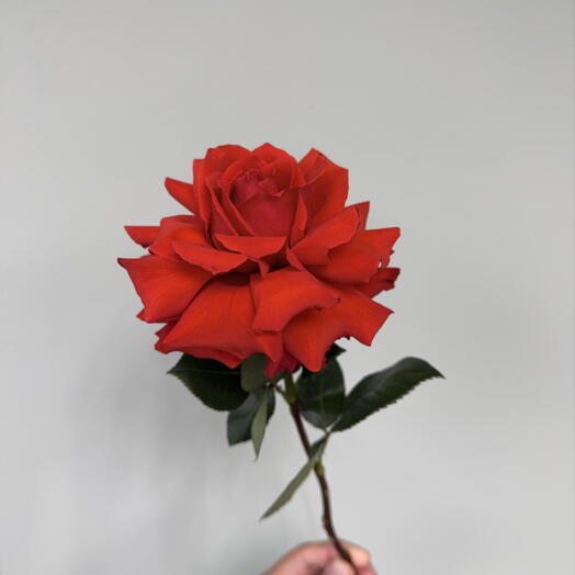 Французская роза «Нина» 🌹
