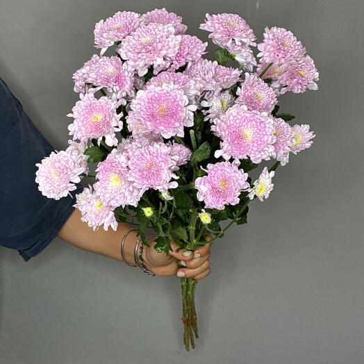 Пачка кустовой Хризантемы Fabaenne Swit (5 шт)