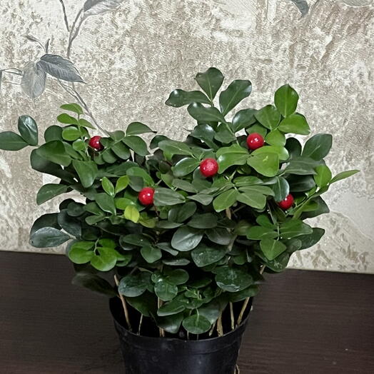Мурайя в горшке