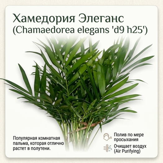 Хамедорея мини пальма