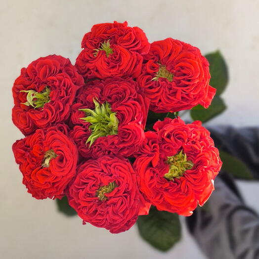 🌹Розы Ред Монстр