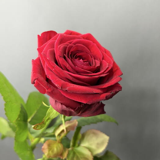 Красная роза 🌹 (50-60 см)