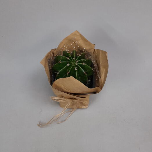Кактус