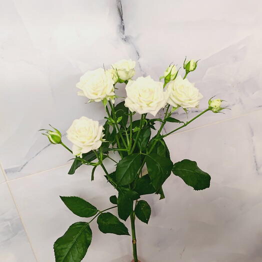 Kekelidze Flowers
