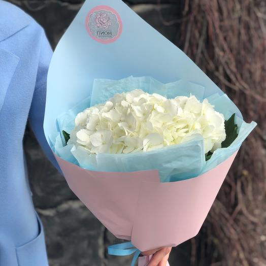 Hydrangea
