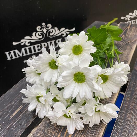 Chrysanthemum bush chamomile