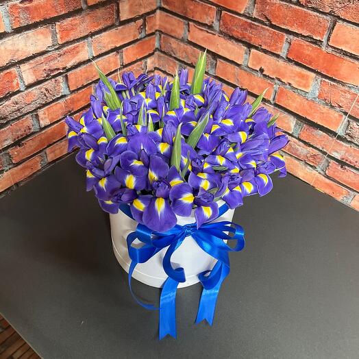 Iris