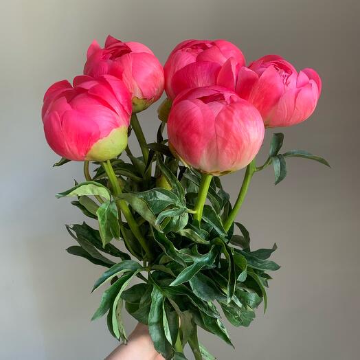 5 коралловых пионов "Коралловый рассвет"