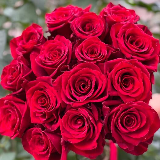 Bouquet of 15 roses of the Explorer variety (Ecuador)