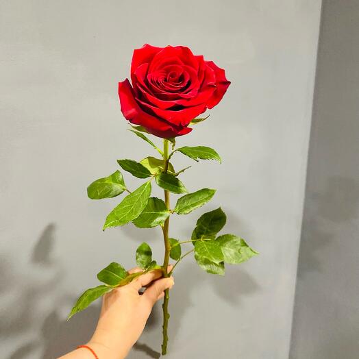 Rosa Explotador