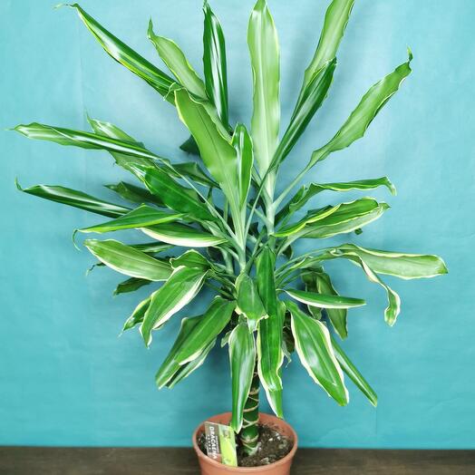 Dracena