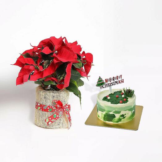 Poinsettia Plant with Mono Cake