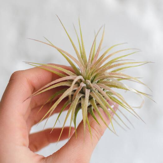 Тілландсія (росте без коренів, горщика і грунту!)