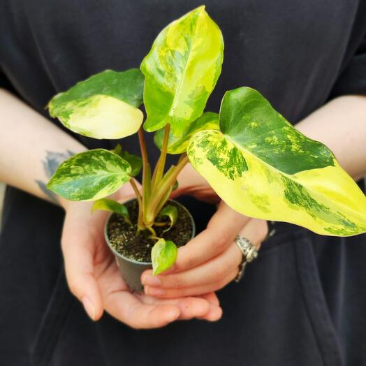 Филодендрон Бурле Маркс Вариегатный (Philodendron Burle Variegated) D6см
