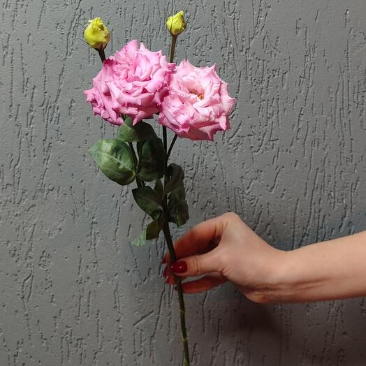 Эустома розовая