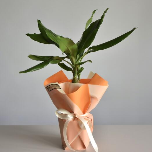 Драцена Фрагранс