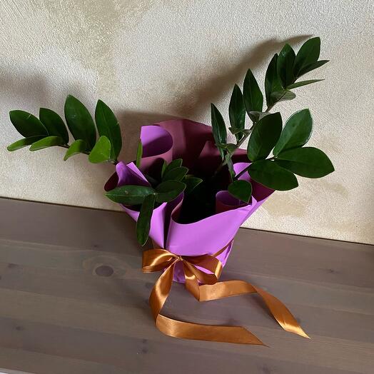 Денежное дерево Замиокулькас