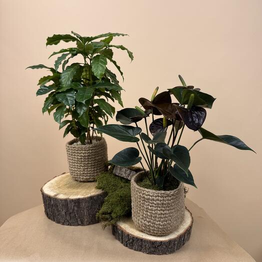 Набор комнатных растений. Кофейное дерево, Антуриум в вязаных кашпо
