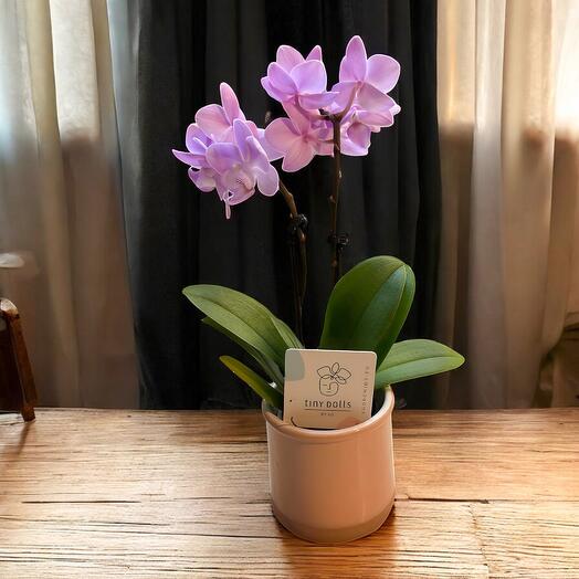 Orquidea Phalaenopsis: Elegancia en Flor