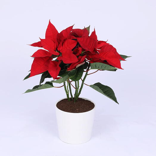 Red Poinsettia Plant in White Pot