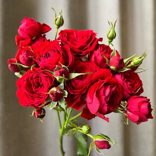Красная пионовидная кустовая роза Кармен🌹Цветы в подарок маме, жене, любимой девушке, женщине, дочке на день рождение букет