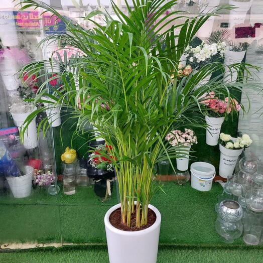 Areca Palm – Lush Green Indoor Plant