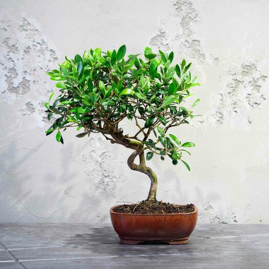 Олива Европейская