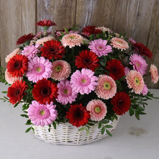 Basket of 51 mixed gerberas