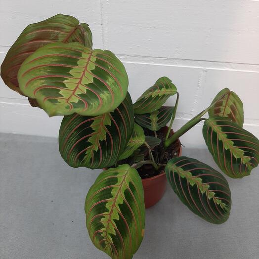 Комнатное растение Маранта d12