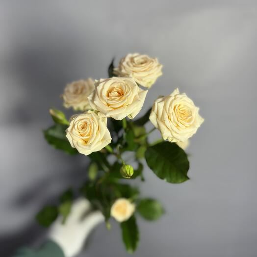 Кустовая роза Таня