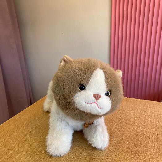 Кошечка️