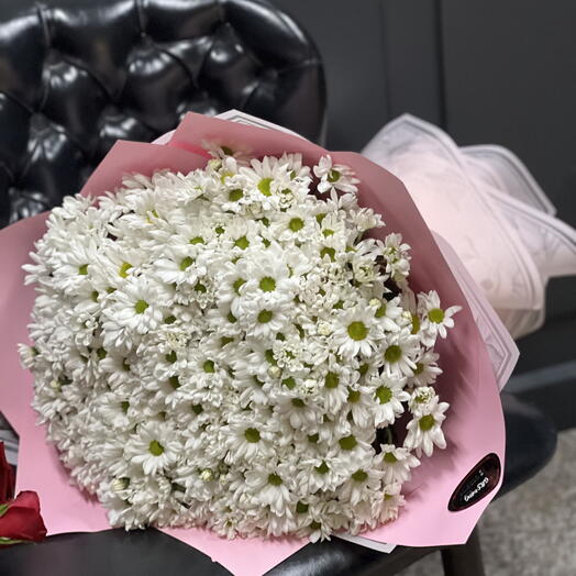 Chrizanthemum