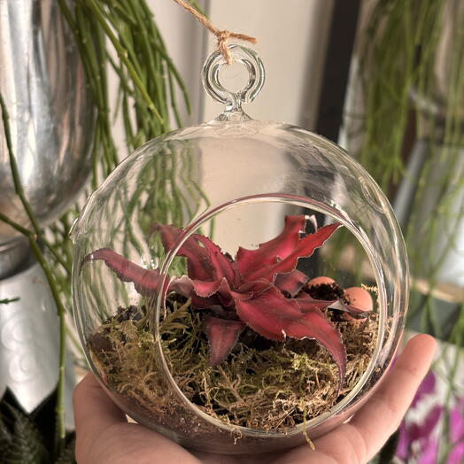 Crimson Star
