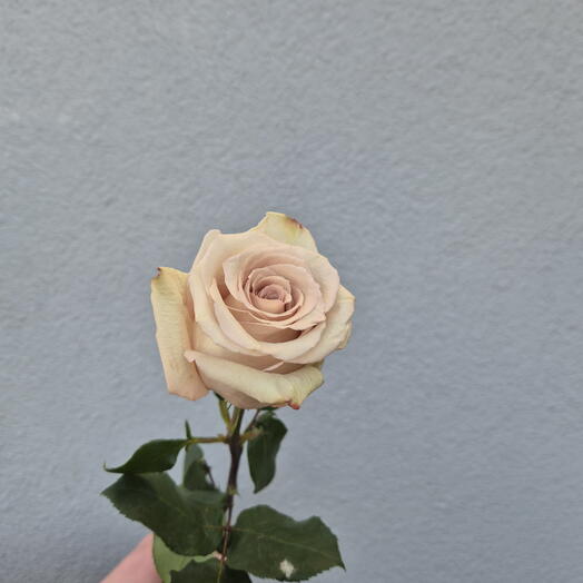 Bézs rózsák - Válasszon 9 darab közül