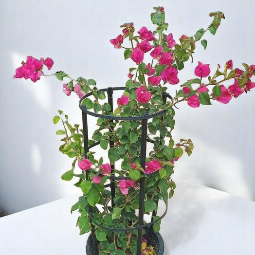 Bougainvillea Glabra 1m