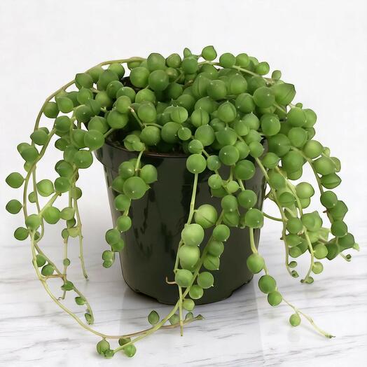 Indoor Senecio Rowleyanus – String of Pearls Green Succulent Plant – Trailing Houseplant – Hanging Basket Ready – 15-20cm Tall