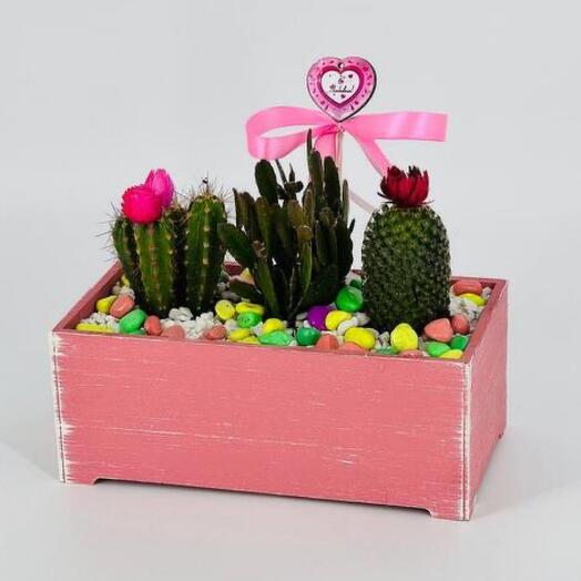 Cacti in a wooden box for interior decoration