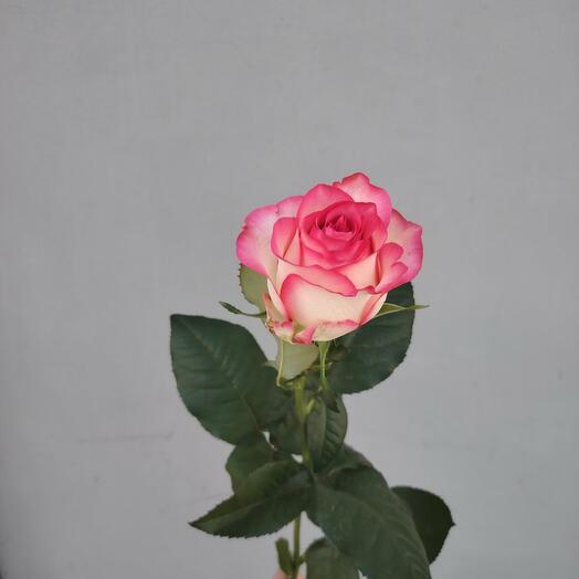 Роза Джумилия
