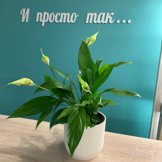 Женское счастье-спатифиллум