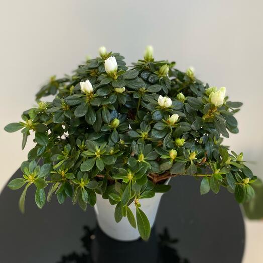 Азалия в горшке (белая)