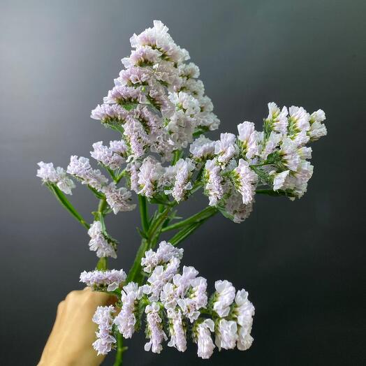 Статица