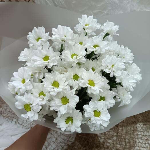 Хризантема кустовая Бакарди 5 шт