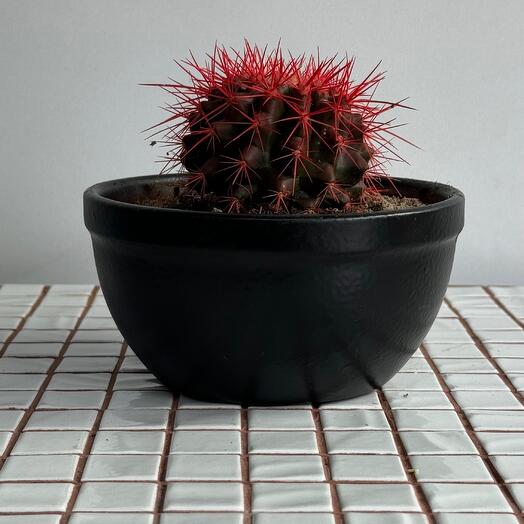 Эхинокактус в кашпо