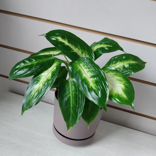 Диффенбахия Камилла, 25 см