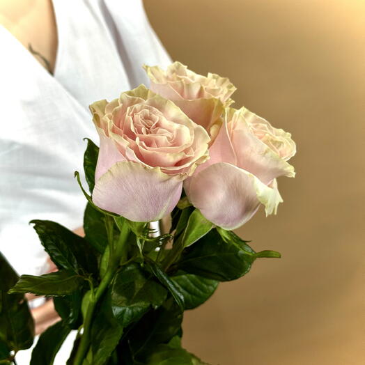 Розовая роза Пинк Мондиаль Pink Mondial 3 шт