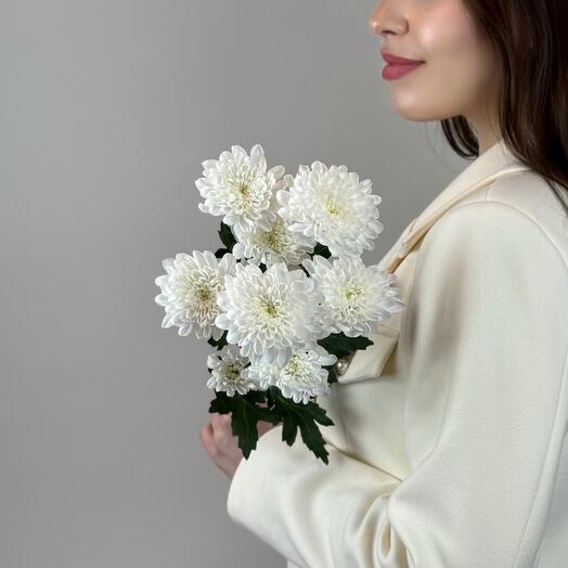 Белая хризантема кустовая