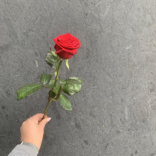 Red Naomi 1 красная роза