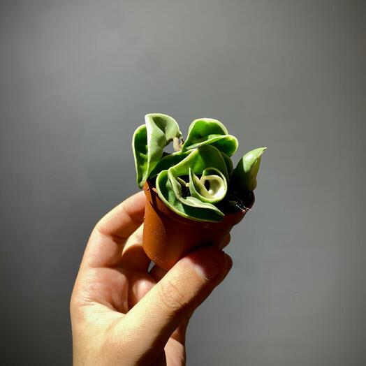 Хойя Компакта вариегатная